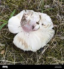 Image result for Russula mariae