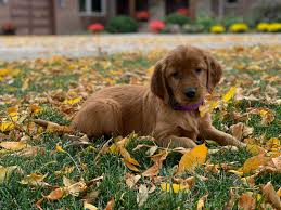Stella is a friendly golden retriever puppy that will wiggle her way right into your heart. Autx Hepnwkdum