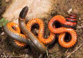 San Bernardino Ring Necked Snake Diadophis Punctatus Modestus Lifer Southern California Snake Beautiful Snakes Nature Tattoos