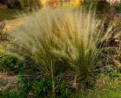 Image result for Eragrostis caespitosa