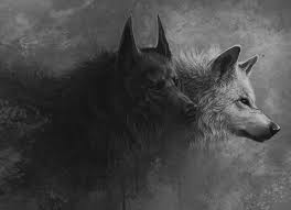Midnight Hunting Wolf Photography Wolves Fighting White Wolf Tattoo