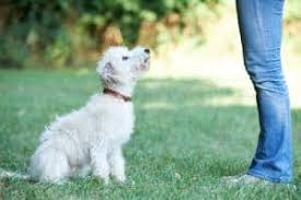 Learn more about our editorial process. Dog Training 101 How To Train Your Puppy In Easy Steps