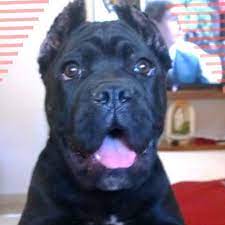 pin on satilik cane corso yavru