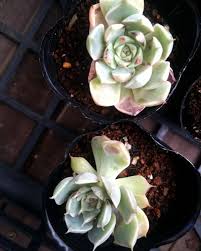 遮光と多肉の葉やけ予防 P Succulent