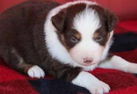 It is great with active children. Australian Shepherd Herding Dogs For Sale In Oklahoma City Agriseek Com