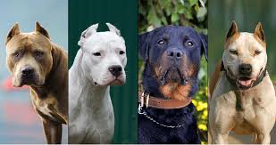 Acpb dogs have a wide range of energy levels, so. Pit Bull Adopted From Laas Shelter Attacks Victim Hospitalized In Critical Condition