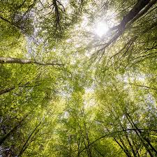 скачать красивую музыку на телефон бесплатно и без регистрации Muzyka Dlya Meditacii Slushat Onlajn Besplatno Muzyka Dlya Meditacii Skachat Besplatno