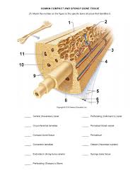 The structure of a long bone allows for the best visualization of all of the parts of a bone ().a long bone has two parts: Answered 25 Match The Number On The Figure To Bartleby