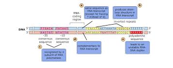 Mastering Genetics Transcription Translation Diagram Quizlet