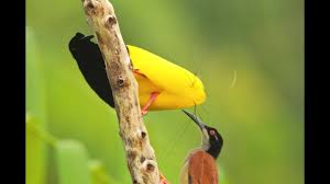 We have 393 videos from birds of paradise to watch here on vidimovie right now. Twelve Wired Bird Of Paradise Youtube
