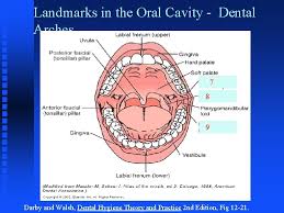 Vomer—fits in median palatine suture groove. Face And Neck Regions Chapter 1 Dental Embryology
