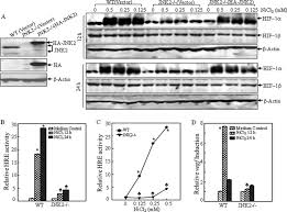 Tharminder had been with messrs. The Requirement Of C Jun N Terminal Kinase 2 In Regulation Of Hypoxia Inducing Factor 1a Mrna Stability Journal Of Biological Chemistry