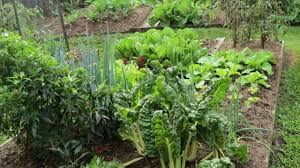 Dedicated to the cultivation of cannabis. Zucchini Prolific And Easy To Grow Sustainable Gardening Australia