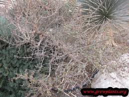 Image result for Commiphora caerulea
