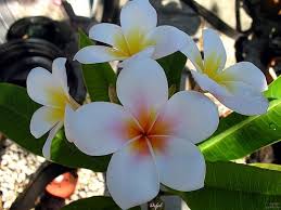 Pin On Beauty In White