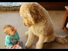 Fun Challenge Try Not To Laugh Funny Cute Dogs And Kids Youtube Best pet youtube channels to follow.