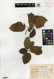 Image result for Carpodiptera