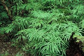 Image result for Sticherus