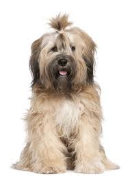 Beautiful black and white tibetan terrier puppies available. Tibetan Terrier Breeders Australia Tibetan Terrier Info Puppies