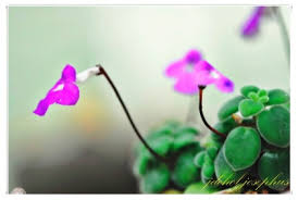 Image result for Streptocarpus hirticapsa