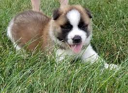 Pin On Puppies For Sale