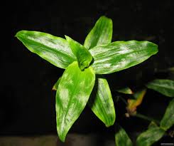 Image result for Floscopa glomerata