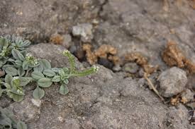 Image result for Euploca ovalifolia