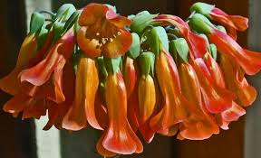 Pin On Pets Safe Garden Tips For Your Four Legged Friends