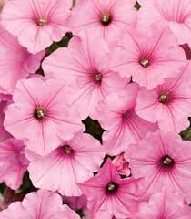 If you're wondering which flowers attract pollinators the most, check out the list below. Hummingbird Flowers The Best 24 Plants To Attract Hummingbirds Garden Design
