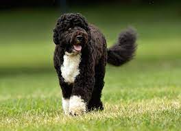 Portuguese water dog information including personality, history, grooming, pictures, videos, and the akc breed standard. Portuguese Water Dog Pwd Breed Information And Images K9rl