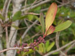 Image result for Rapanea melanophloeos