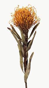 Dried Orange Pincushion Protea Flower Free Image By Rawpixel Com Kutthaleeyo Protea Flower Chrysanthemum Painting Palm Leaf Decor