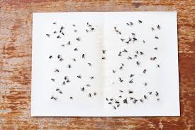 Comment Faire Fuire Les Mouche De La Maison