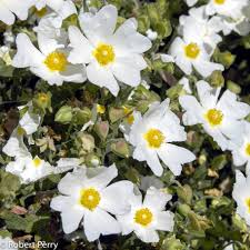 Image result for Cissus faucicola