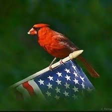 Small Birds That Look Like Cardinals Pin By Marcia Trementozzi On Cardinals Cardinal Birds Red Birds Beautiful Birds