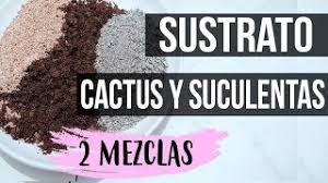 Los cactus y las plantas suculentas tienen unas necesidades diferentes al resto de plantas que solemos tener en casa o en nuestro jardín. Como Preparar Sustrato Para Cactus Y Suculentas 2018 2 Tipos De Mezcla Youtube