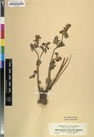 Image result for Orthosiphon schimperi