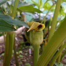 Image result for Duosperma fimbriatum