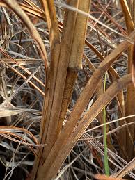 Image result for Rottboellia