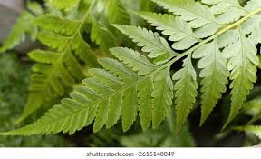 Image result for Rumohra