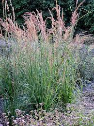 Image result for Sorghastrum
