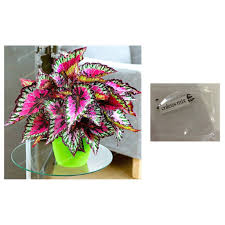 Coleus can be added to beds and borders for interest or grown in containers. Coleus No 5 Multicolor Plant Seeds Shopee Philippines