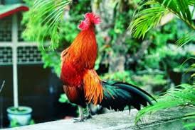 Hasil gambar untuk ayam ketawa
