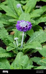 Image result for Primula capitata