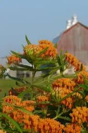 Image result for Asclepias meliodora