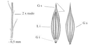 Image result for Digitaria debilis