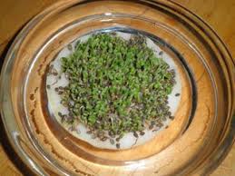 Veg An Bio Une Autre Utilisation Des Graines De Chia Graines De Chia Graine Chia