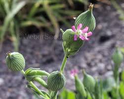 Image result for Solenangis conica