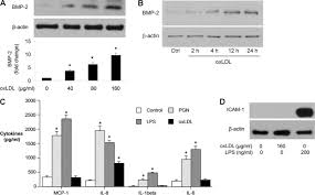 July, 2015 present position and address: Oxidized Low Density Lipoprotein Induces Bone Morphogenetic Protein 2 In Coronary Artery Endothelial Cells Via Toll Like Receptors 2 And 4 Journal Of Biological Chemistry