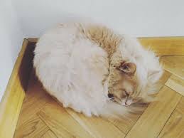 Mi Segundo Rincon Preferido Para Mi Siesta De Belleza Brownie Cinnamoncat Cat Brownie Instacat Catlife Gato Cinnamoncat Catrules Bigotes Bigotes